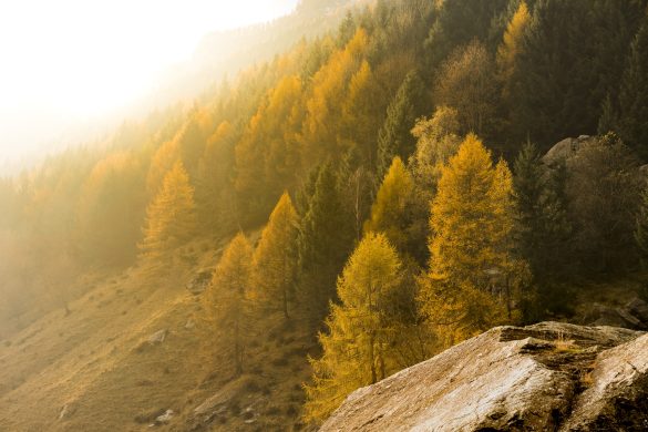 L’oro della montagna